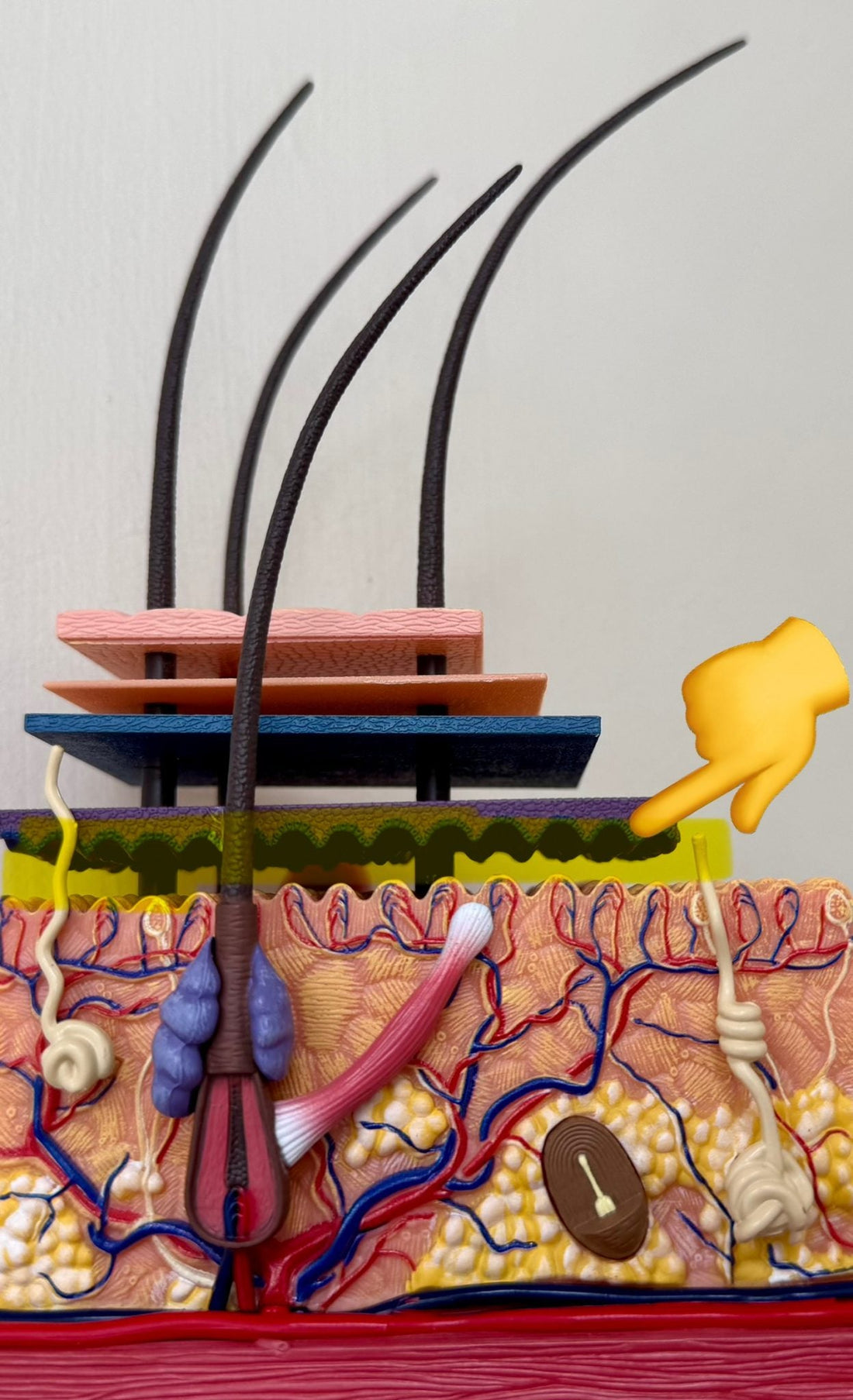 The Secret Layer Powering Youthful Skin